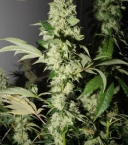 headbanger strain