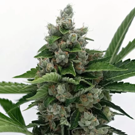 Karma sour diesel