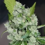 Karma Sour Diesel bx2 - Image 2
