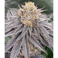 mop chopper strain old school