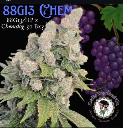 88 G13 Chem flowering plant with Lucky Dog Seed Co artwork