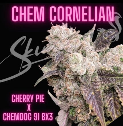 Chem Cornelian flower with Lucky Dog Seed Co artwork