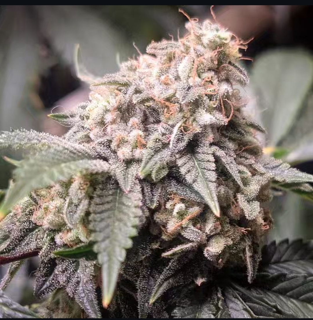 Chewie Lucky Dog Genetics Close-up of a Chewie cannabis flower