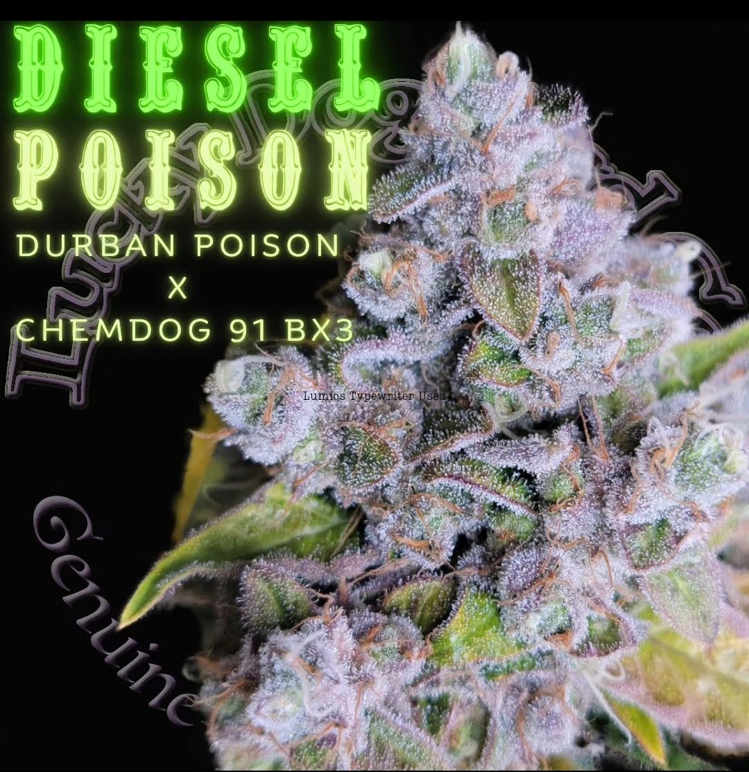 Diesel Poison Diesel Poison flower with Lucky Dog Seed Co artwork