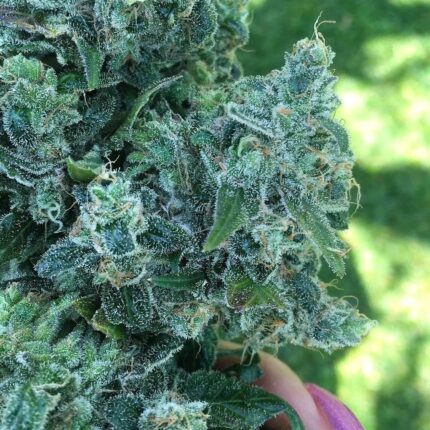Close-up of a Dog Beach cannabis flower