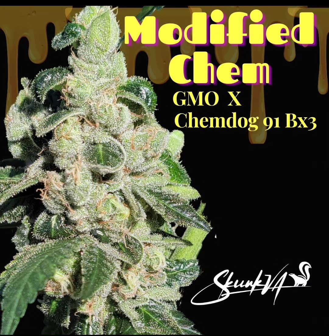 Modified Chem Modified Chem flowering plant with Lucky Dog Seed Co artwork