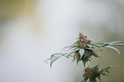 Dog roller seeds effects