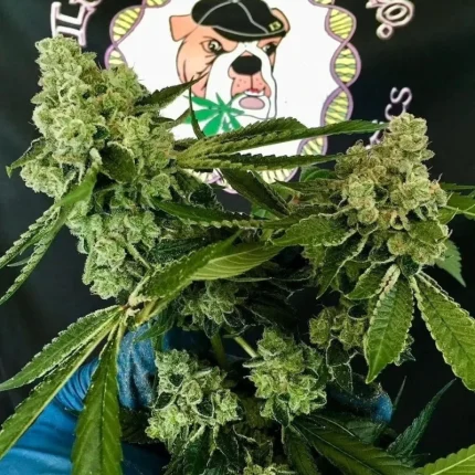 Dog Roller Strain