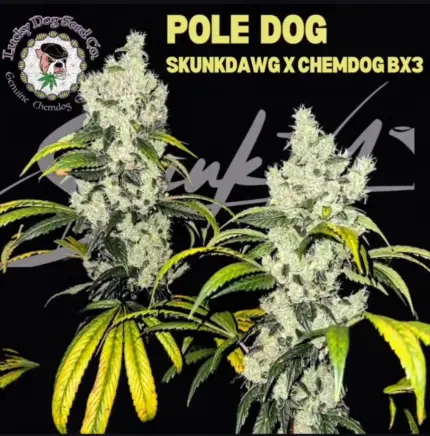Pole Dog by Lucky Dog Seed Co