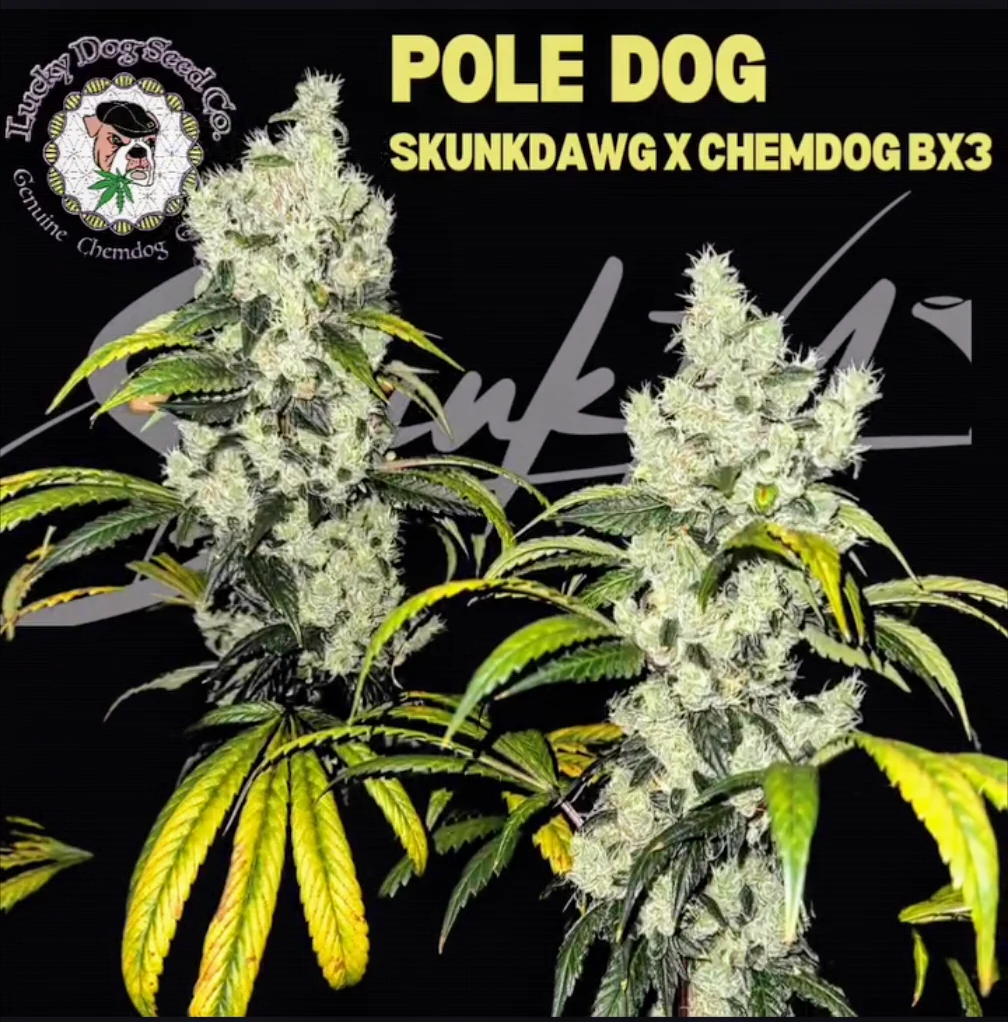 Pole Dog — Lucky Dog Seed Co Pole Dog by Lucky Dog Seed Co