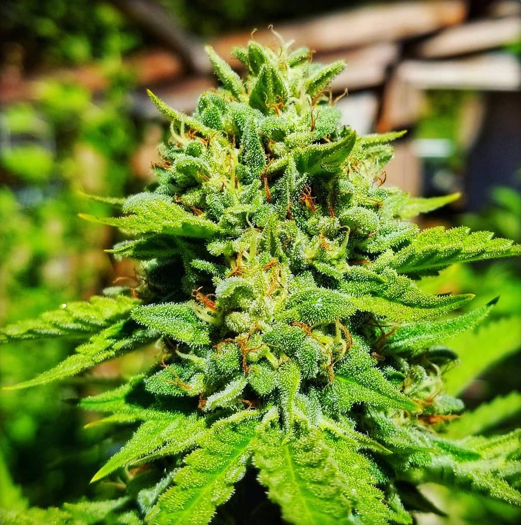 TK M10 main cola Shipera Sour (Regular Seeds) — Karma Genetics - Image 1