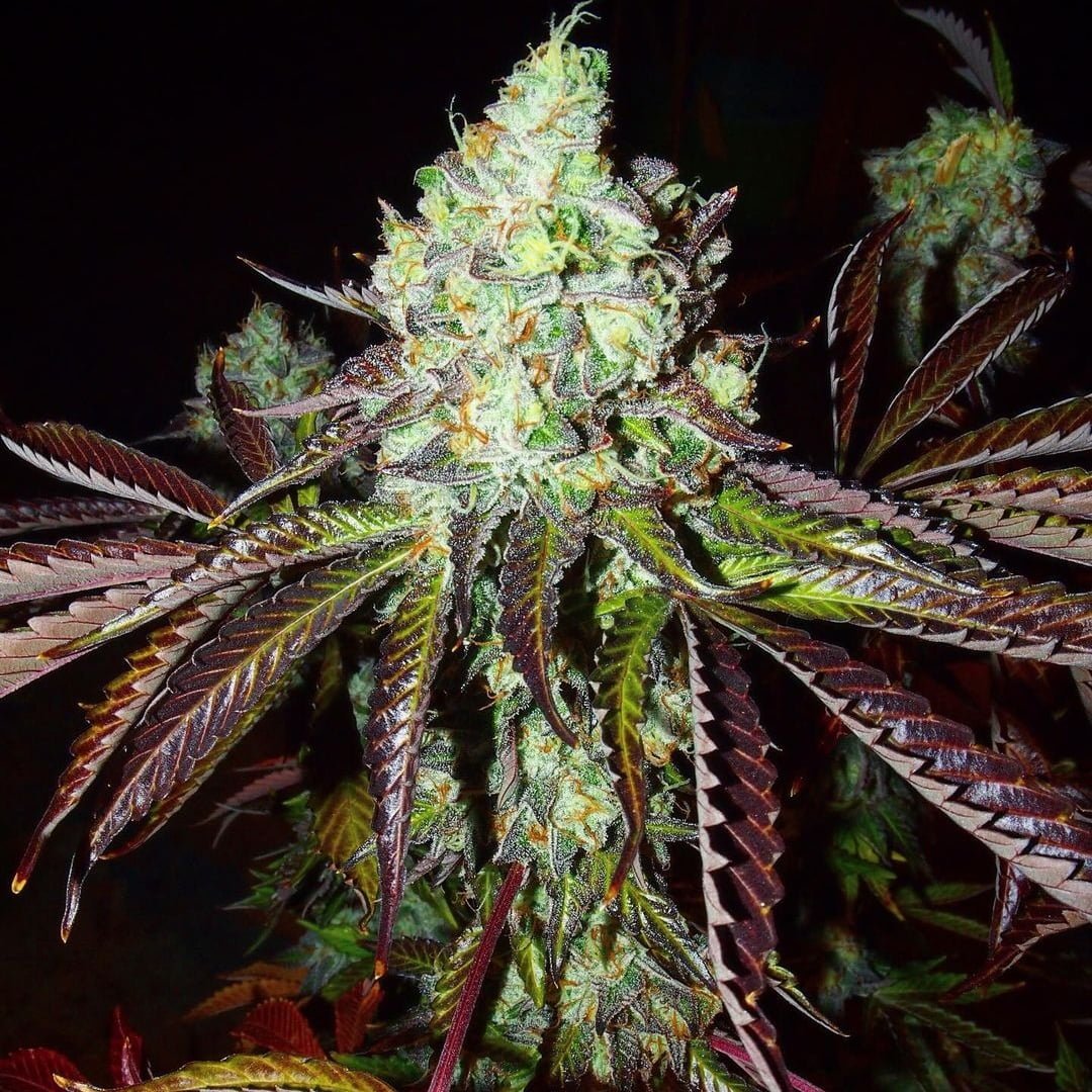 PInk Paletas by Karma Genetics Pink Paletas - Image 1