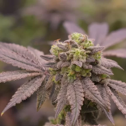 Banana cream pie strain