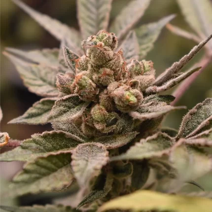 Banana Runtz Strain