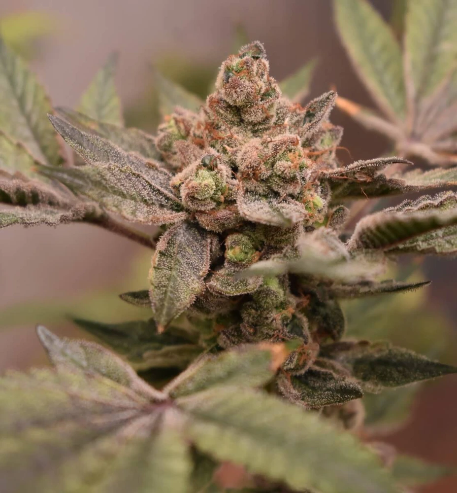 BananaRuntz Strain