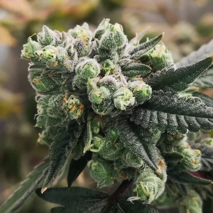 Bananaz strain