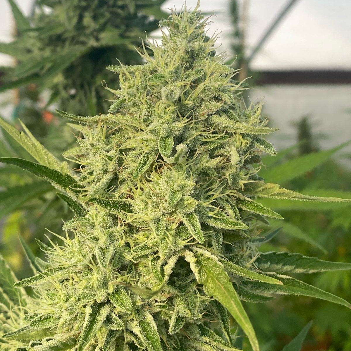 Black Beard OG Black Beard - Image 1