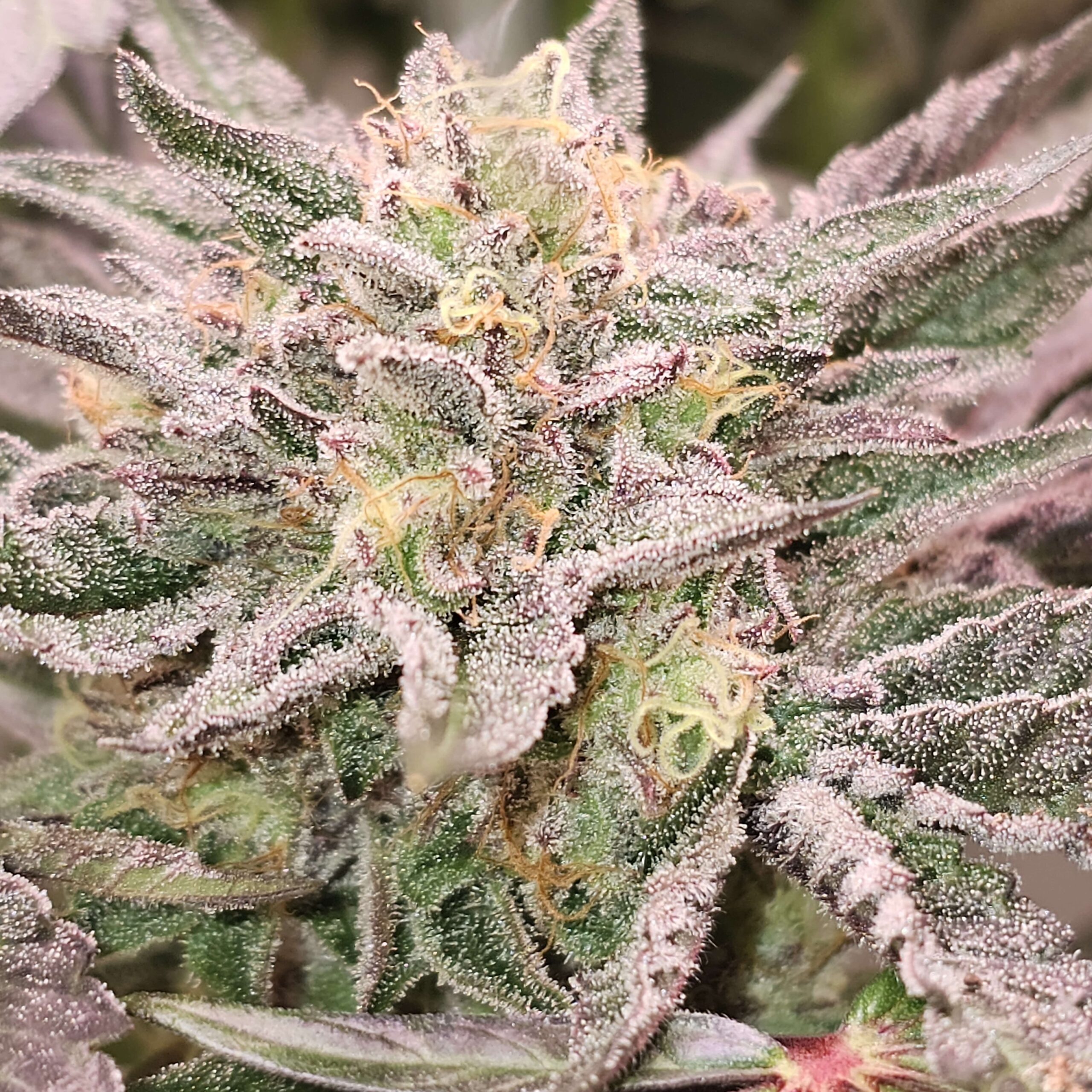 Pink Bacio Pink Bacio - Image 1