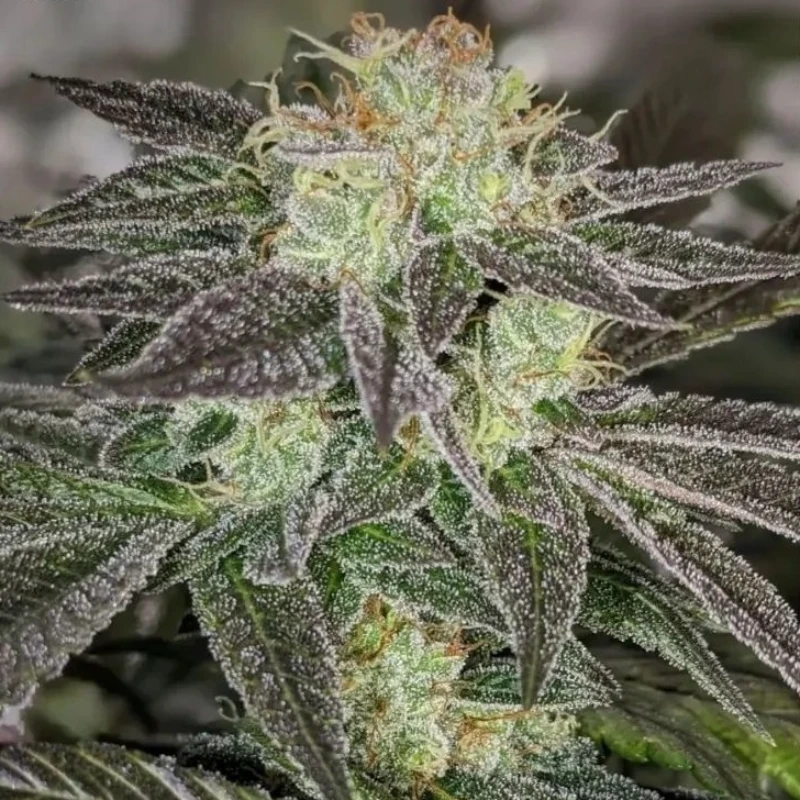 GMO-Kosher-strain GMO Kosher strain