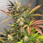 Pink Crumble