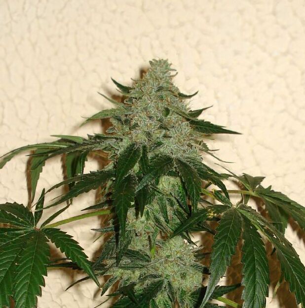 Road Dawg Karma Genetics road dawg karma genetics