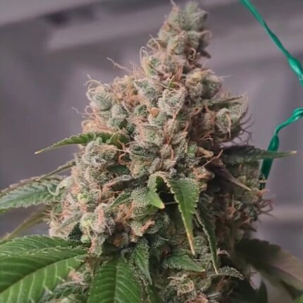 Blue Ribbon 91 cannabis plant by Inspiration Seed Co