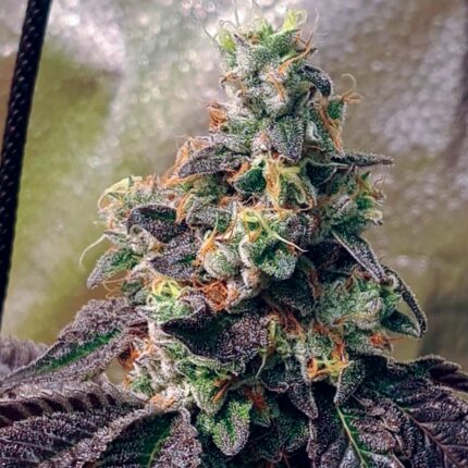 Grape Drip cannabis plant by Inspiration Seed Co