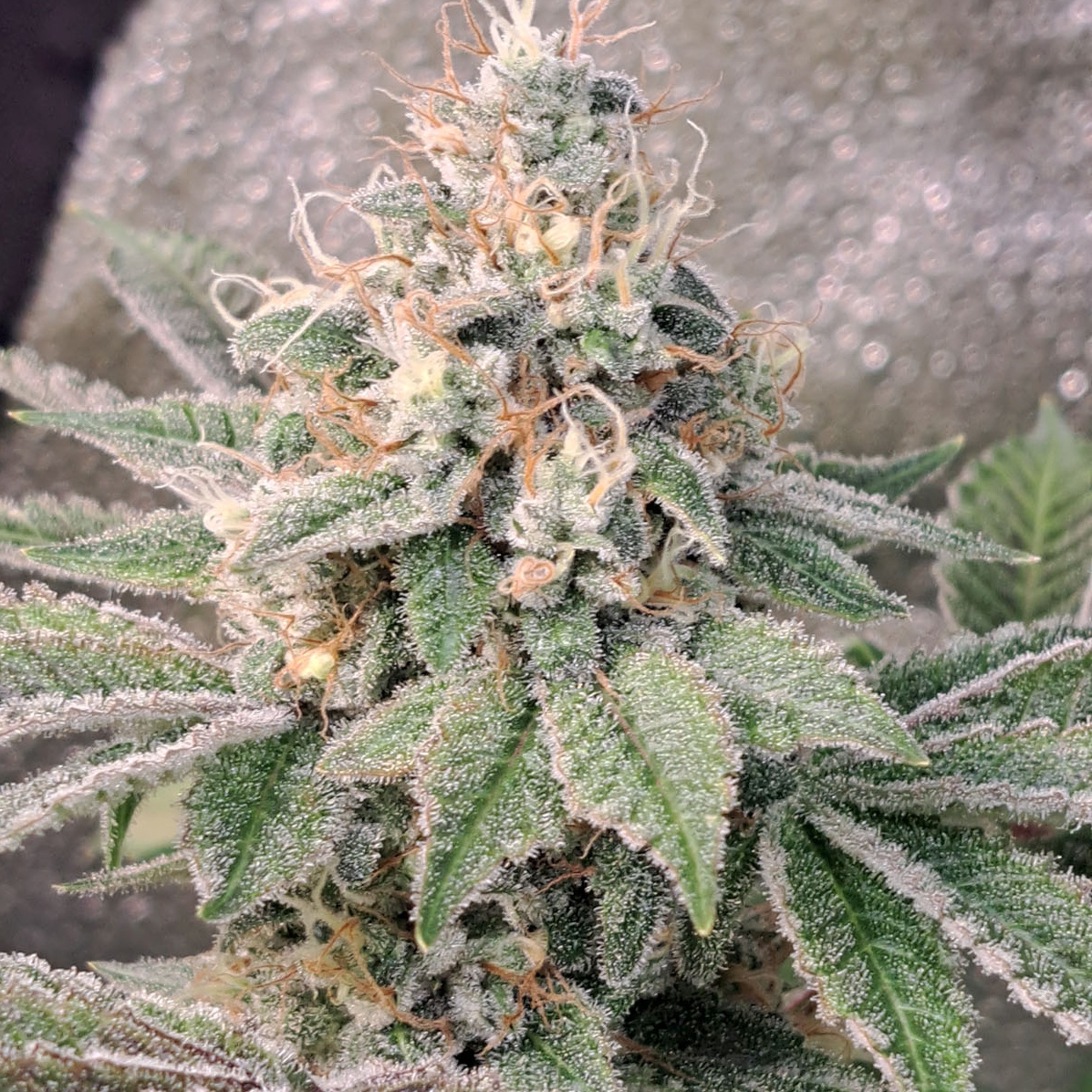 Grapefruit Drip cannabis seeds by Inspiration Seed CO Grapefruit Drip - Image 1
