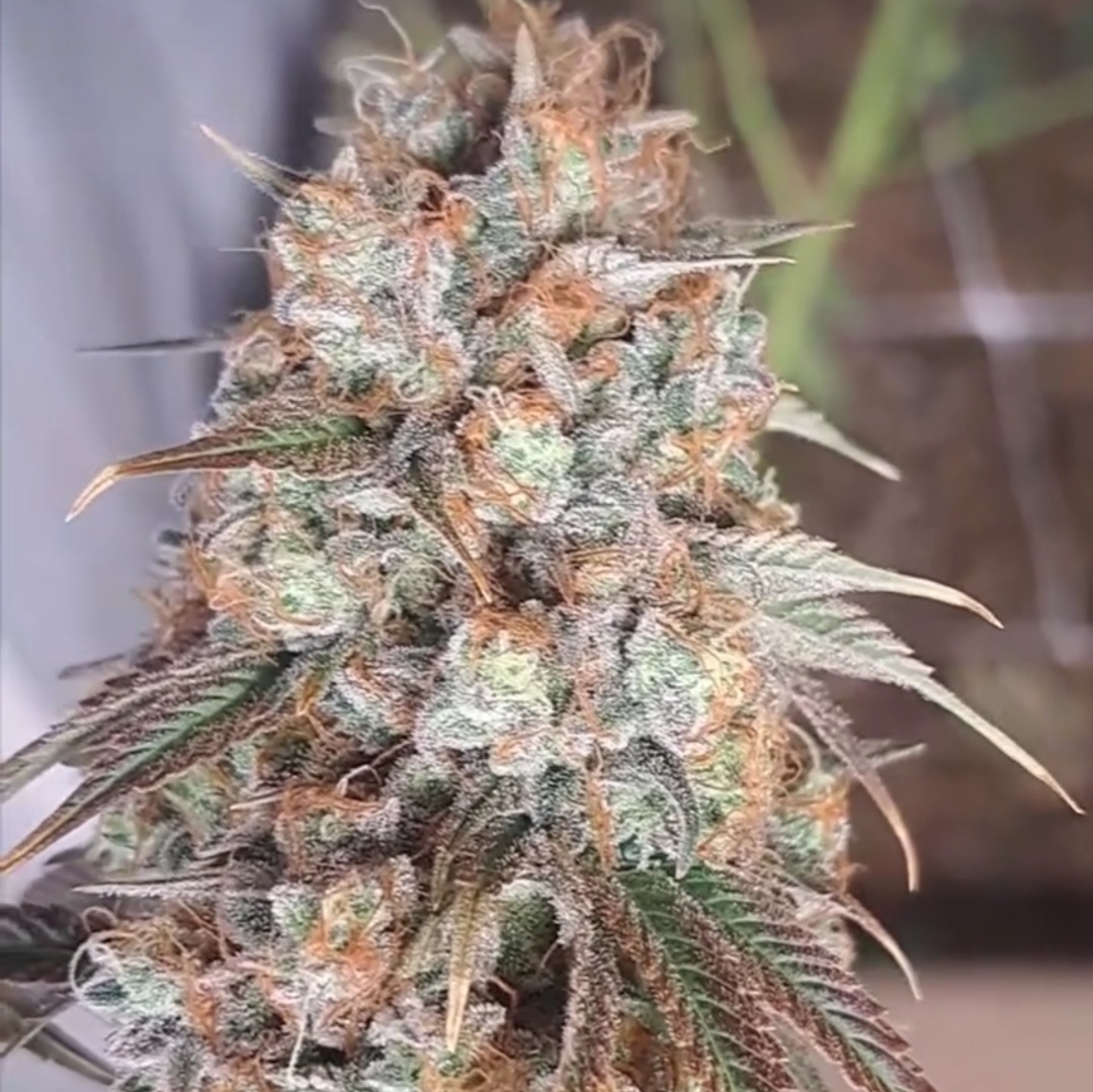 Maui Nigerian cannabis seeds by Inspiration Seed CO Maui Nigerian - Image 1