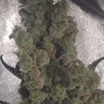 Piff Melon
