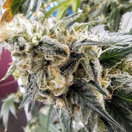 Double Maui Sour cannabis plant by Inspiration Seed Co