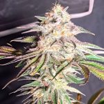 Hazy Fruit