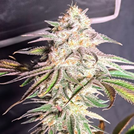 Hazy Fruit cannabis plant by Inspiration Seed Co