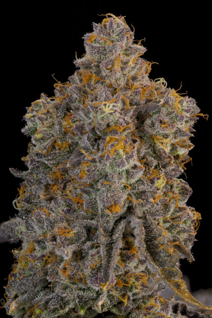 Blue Bacio by Grounded Genetics — flower detail