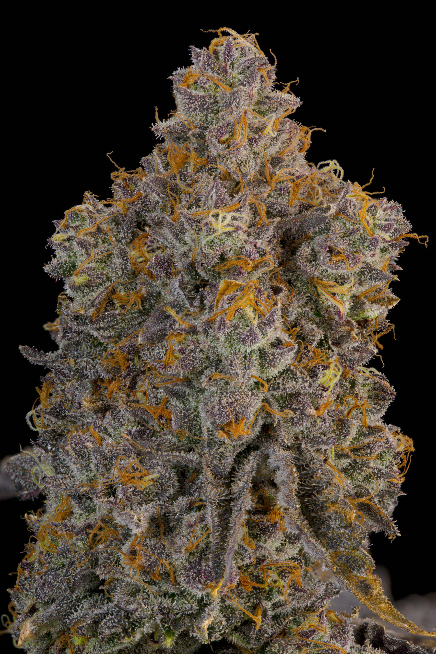 Blue Bacio by Grounded Genetics – cannabis flower detail Blue Bacio by Grounded Genetics — flower detail