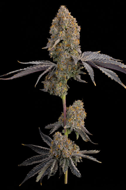 Blue Bacio by Grounded Genetics — full plant