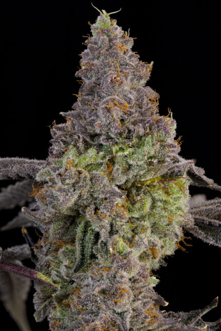 Blue Beluga by Grounded Genetics — flower detail