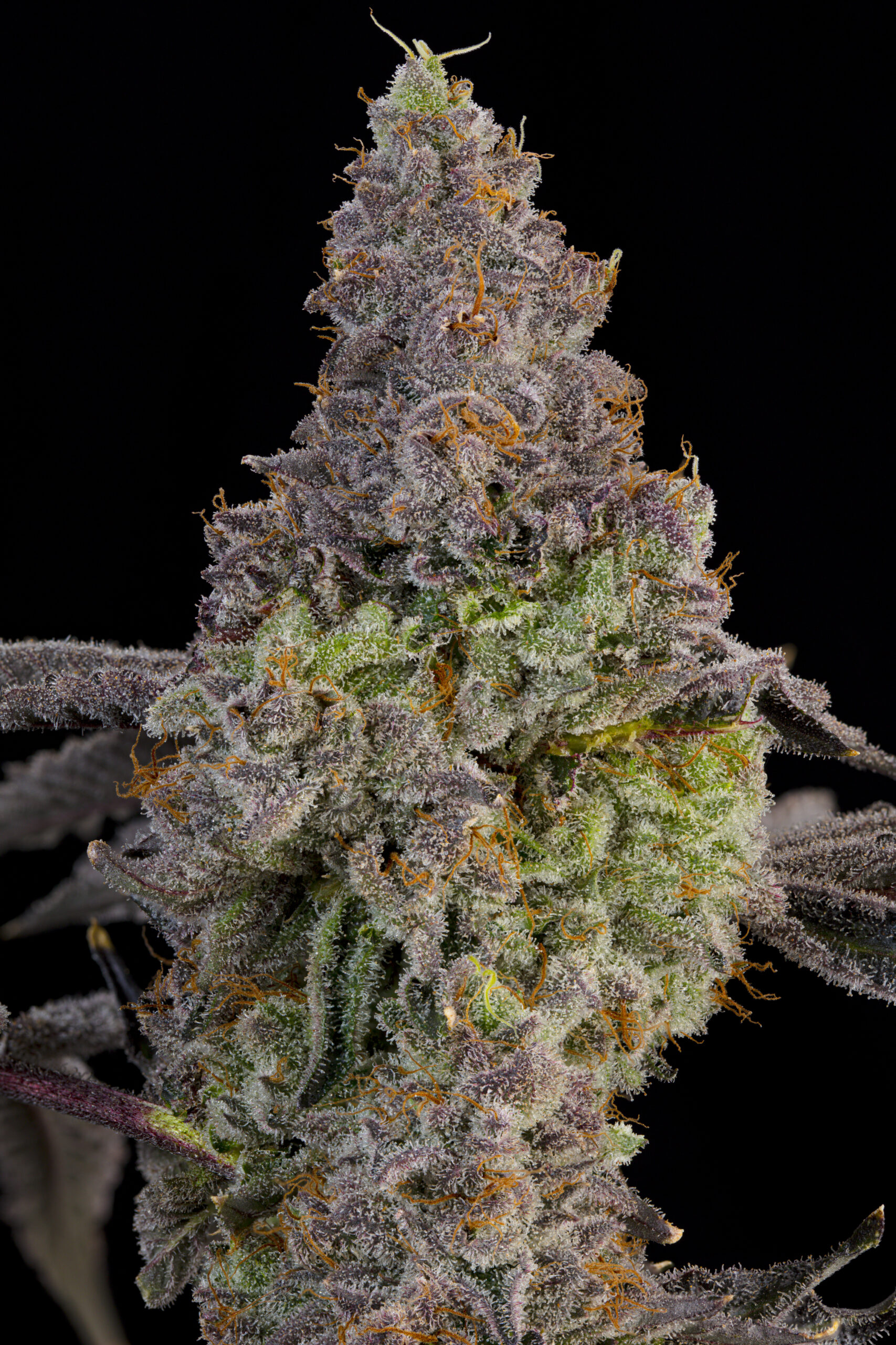 Blue Beluga Grounded Genetics – cannabis flower detail Blue Beluga by Grounded Genetics — flower detail