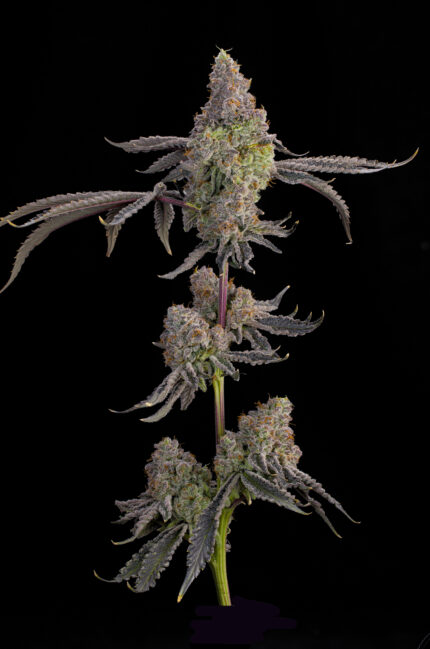 Blue Beluga by Grounded Genetics — full plant