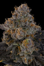 Blue Honey by Grounded Genetics — flower detail