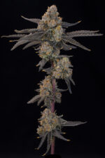 Blue Honey by Grounded Genetics — full plant