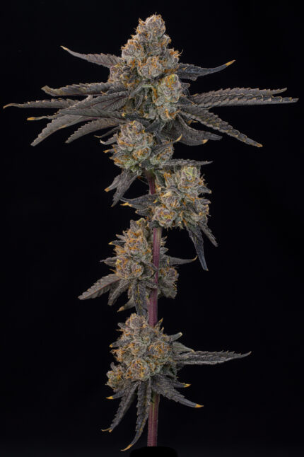 Blue Honey by Grounded Genetics — full plant