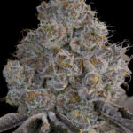 Chrome Sherb by Grounded Genetics — flower detail