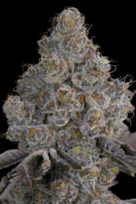 Chrome Sherb by Grounded Genetics — flower detail