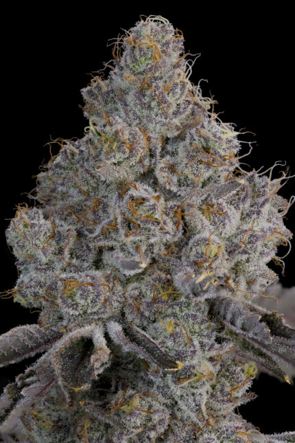 Chrome Sherb by Grounded Genetics — flower detail