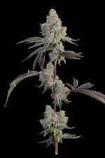 Chrome Sherb by Grounded Genetics — full plant