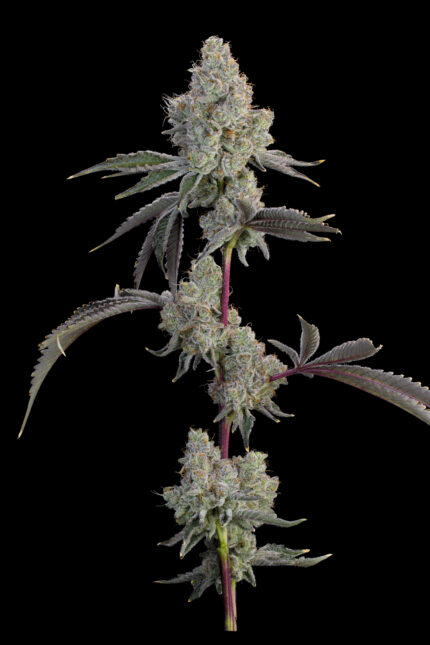 Chrome Sherb by Grounded Genetics — full plant