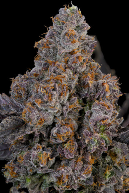 Maracuya by Grounded Genetics — flower detail