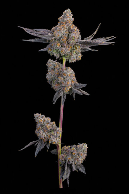 Maracuya by Grounded Genetics — full plant