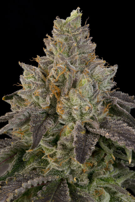 OZ Guava by Grounded Genetics — flower detail